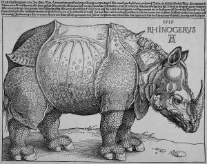 durer rhino