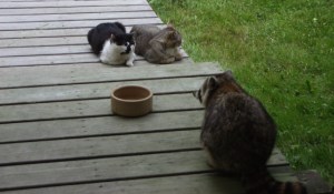 Raccoon and the Boys