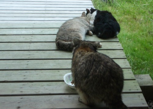 Racoon and the Boys II