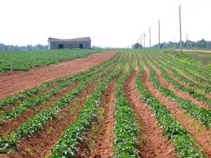 pei-potato-farm
