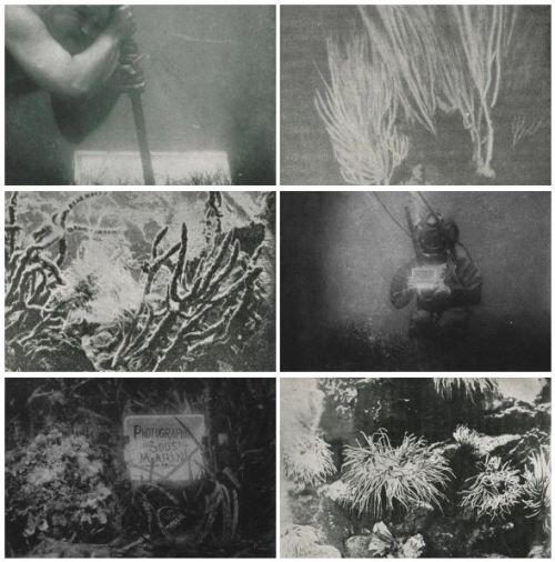 Louis Boutan Group of Photos from his 1890s Book