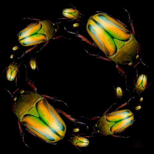 Debb VanDelinder-  The Fourth Power of Two 2012