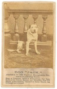 Civil War Dogs- Dog Jack