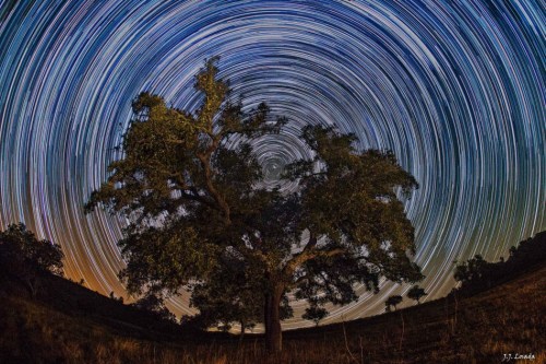 North Celstial Tree-- JeronimoLosada