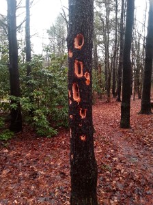 GC Myers Tree Near  Studio 2016