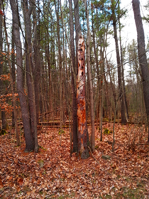 GC Myers Tree Near Studio 2016 