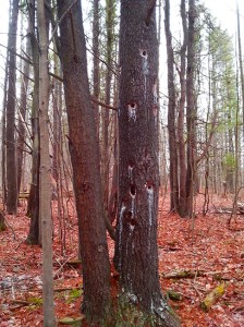 GC Myers Tree Outside Studio 2016