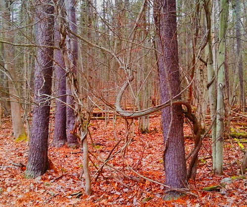 These twisted trees and vines just outside the studio are not the target of our woodpeckers, I just found them interesting and wanted to share them.