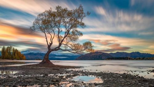 lake-wanaka-nz-lone-tree-1