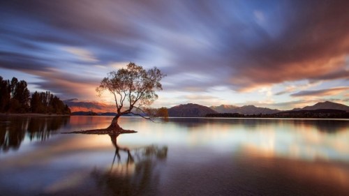 lake-wanaka-nz-lone-tree-4