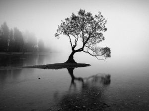 lake-wanaka-nz-lone-tree-5-bw