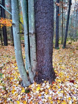 Baucis and Philemon Trees